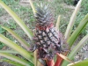 Pineappleplant